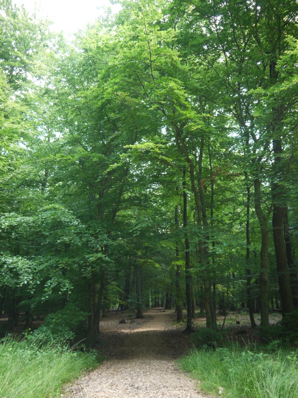 Der Seiteneingang des RuheForstes, ein Waldweg unter dichtem Blätterdach