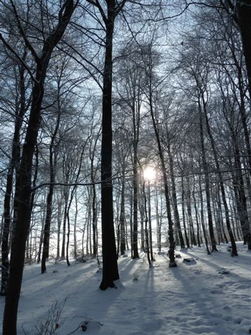 6: Lichtspiel im Winterwald