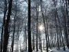 6: Lichtspiel im Winterwald