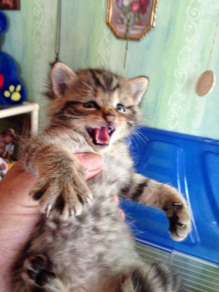 Foto 3: Angriffslistige kleine Wildkatze
